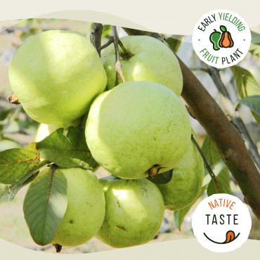 VNR Guava
