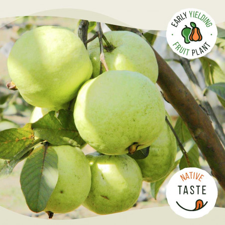 VNR Guava