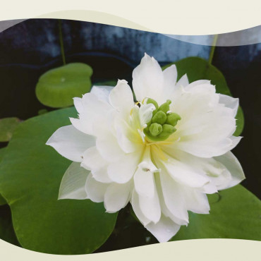 Lotus Flower Plant