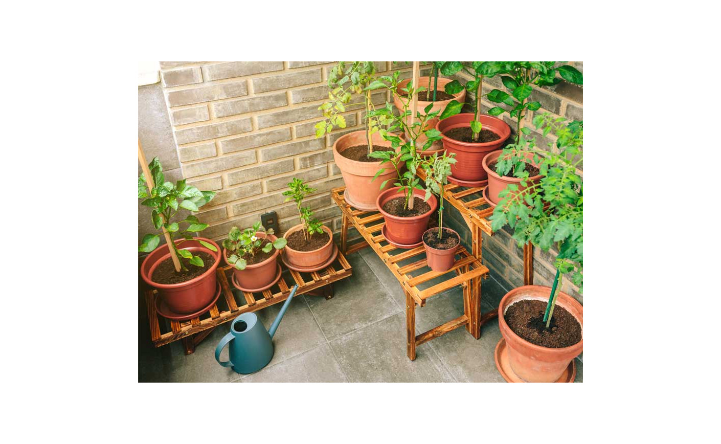 From Our Nursery To Your Balcony: Transforming Spaces In Trivandrum