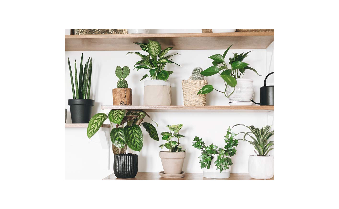 Discover Trivandrum's Favorite: Top 5 Indoor Plants for Our Tropical Climate